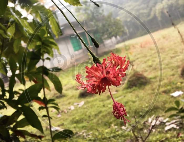 A Red Flower Is Hanging On A Branch