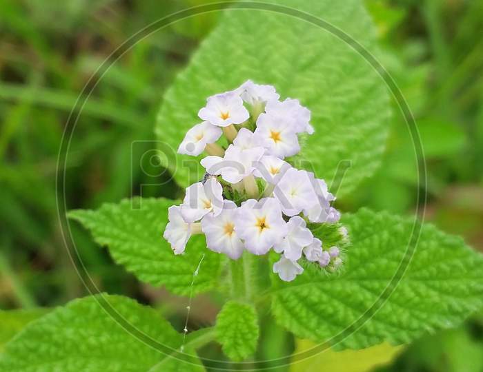 White colour flowers in plant