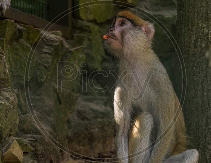 Brown Monkey Primate Sitting In Cage And Eating
