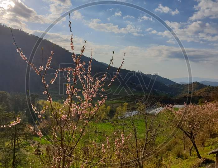 Beautiful view of a hill landscape with blossom trees - stock photo