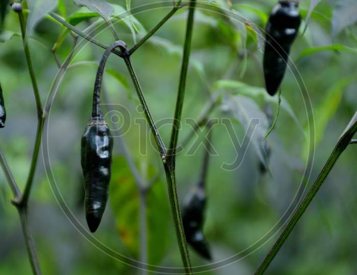 The Black Ripe Chilly With Leaves And Plant In The Garden.