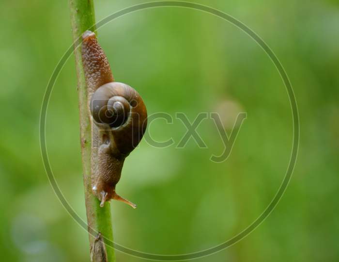 The Brown Color Snail Hold On Plant Branch In The Garden