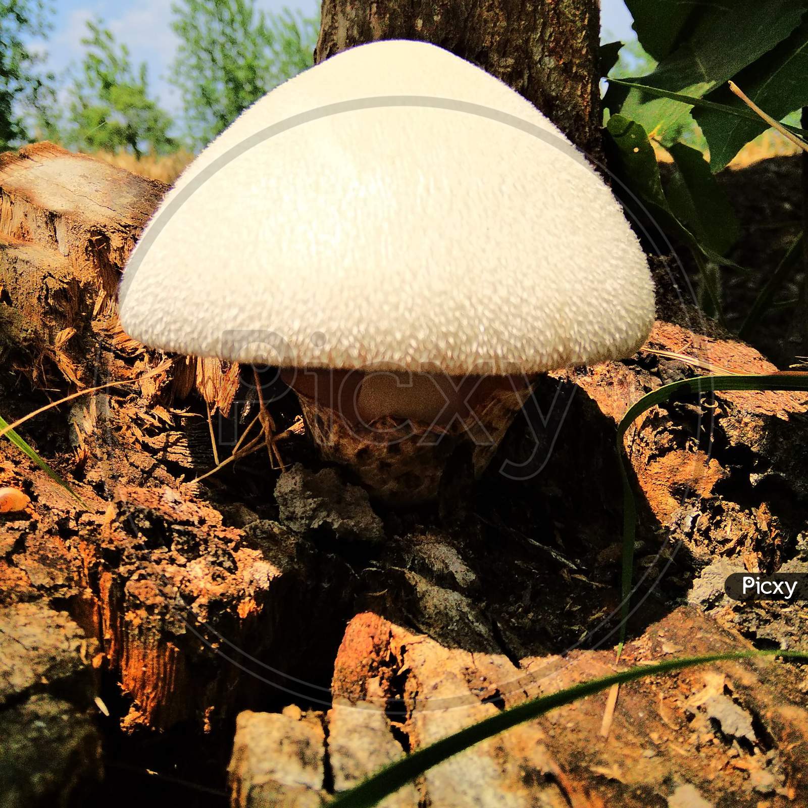 A mushroom or toadstool is the fleshy, spore-bearing fruiting body of a fungus
