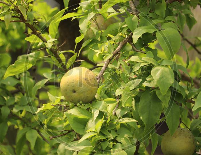 bell fruit or wood apple fruit , stock image