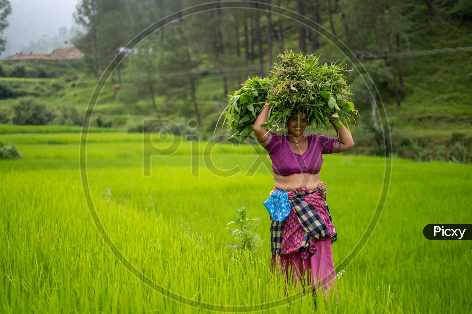 Indian Woman Working In The Irrigated Green Fields.