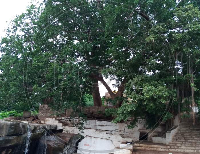 Big Banyan Tree In Temple