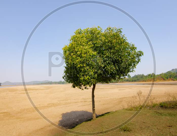 Lonely tree in Indian Summer