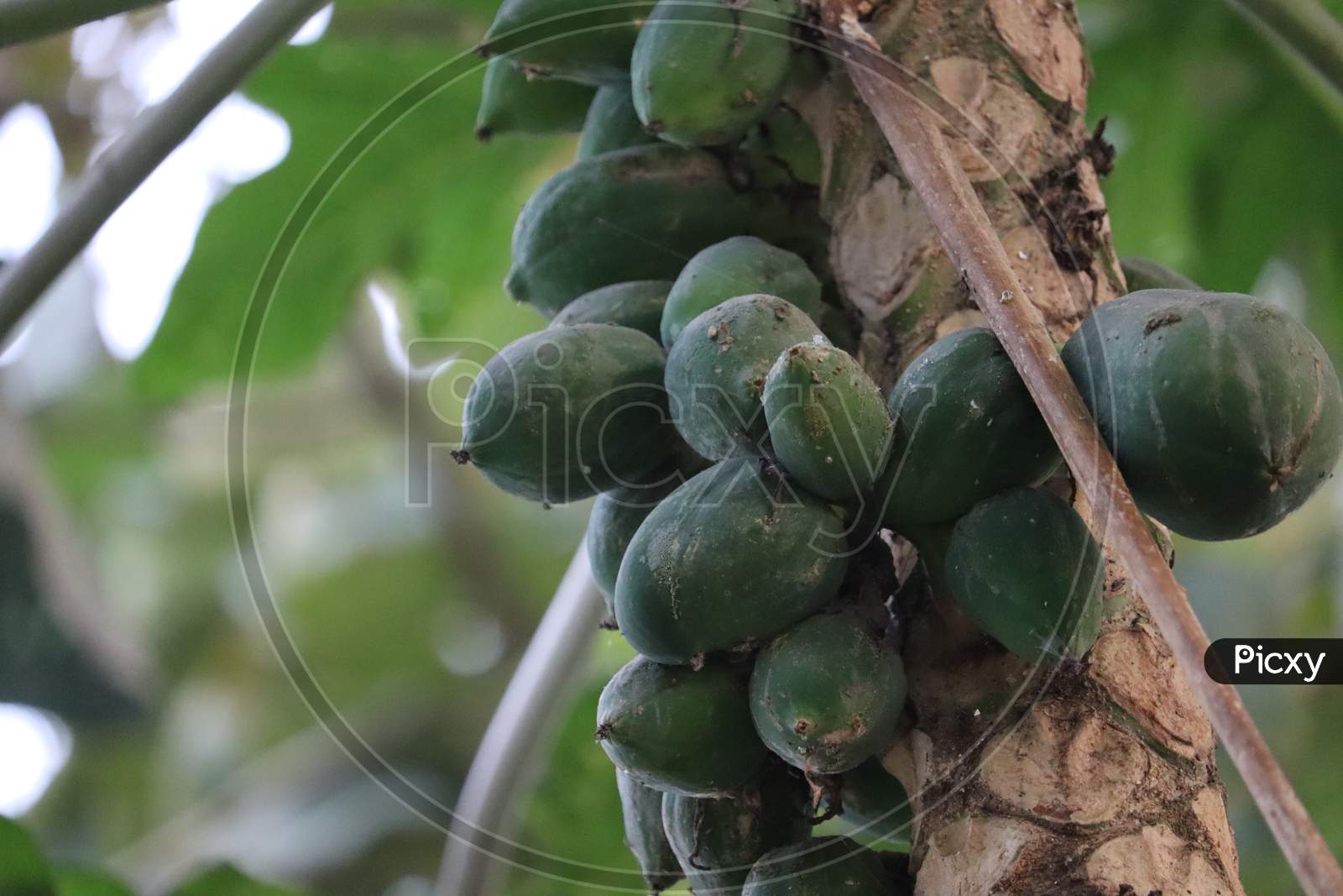 Papaya fruit of Assam, stock image