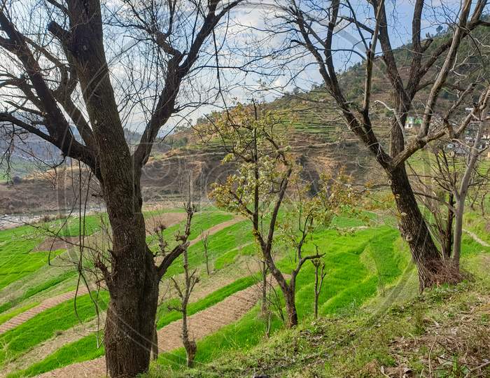 Capture of dry trees with terraced farm in background during spring season in hilly area of Himachal Pradesh, India