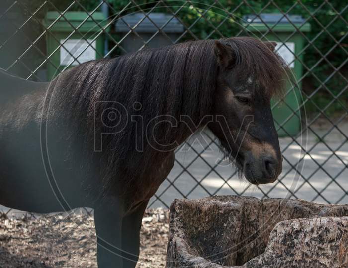 Brown Little Horse Or  Pony In Zoo Park Cage