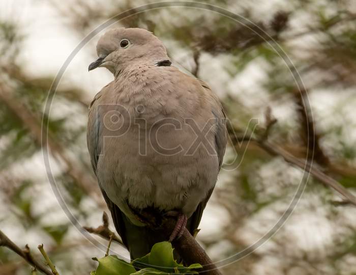 Collared Dove, Streptopelia Decaocto, Perched on ivy