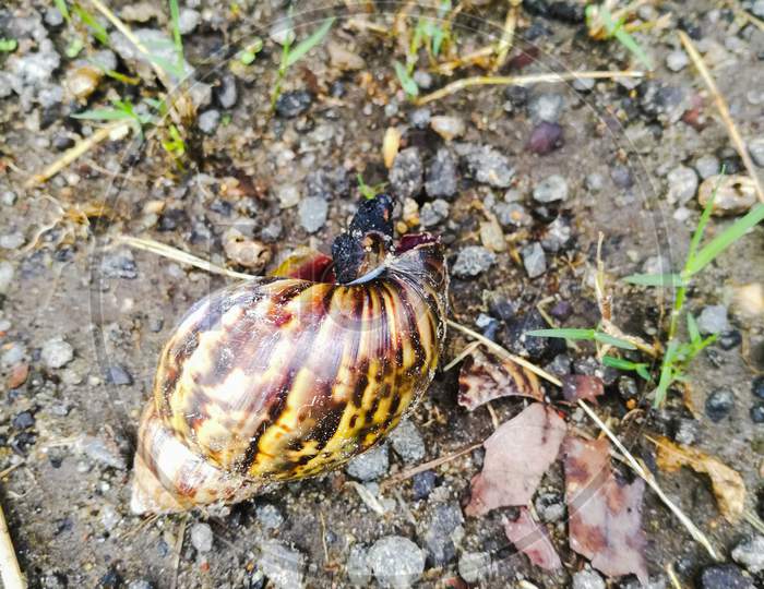 African Snail And Its Empty Shell Laying On The Ground.