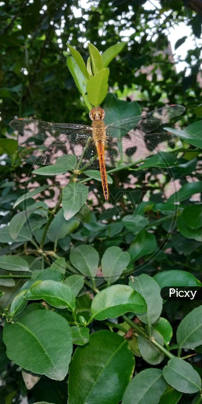 A Dragonfly hanging from a leaf