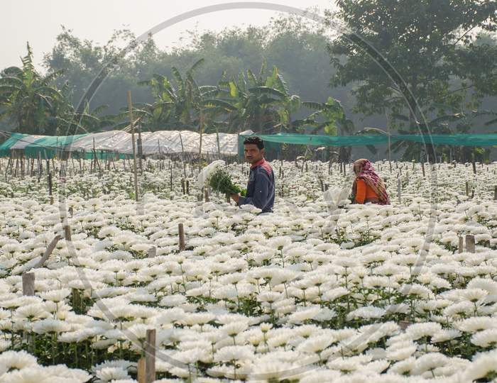 chrysanthemums flower field