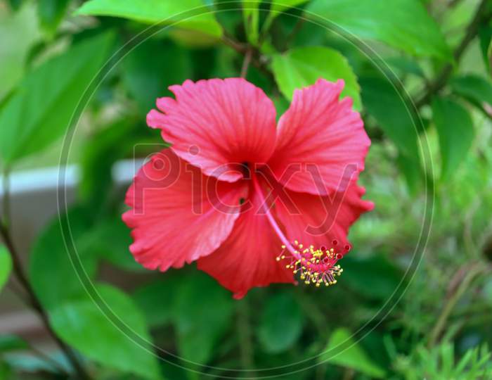 Chinese Hibiscus Blossom  With Close Up  Flower