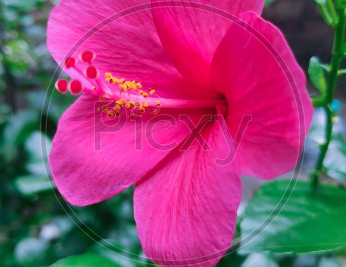 Close up of Pink Hibiscus flower or chinese rose flower