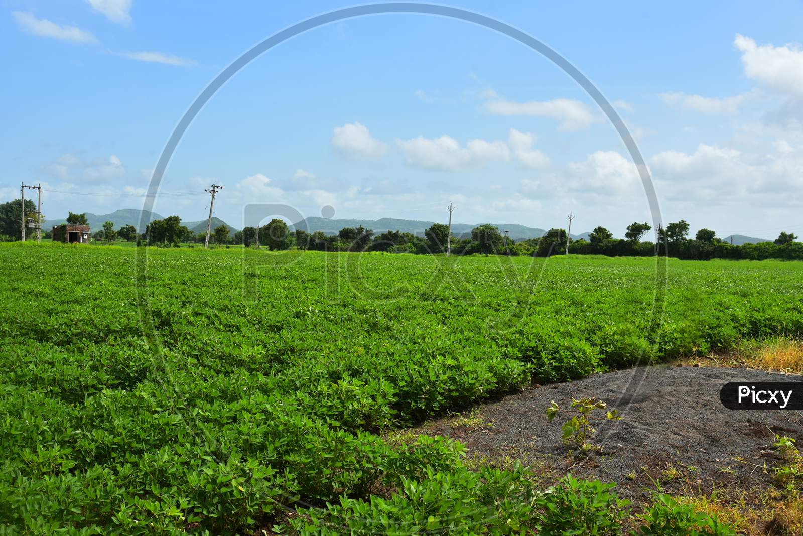 Agriculture, Peanut Field And Grass Stock Image Background .