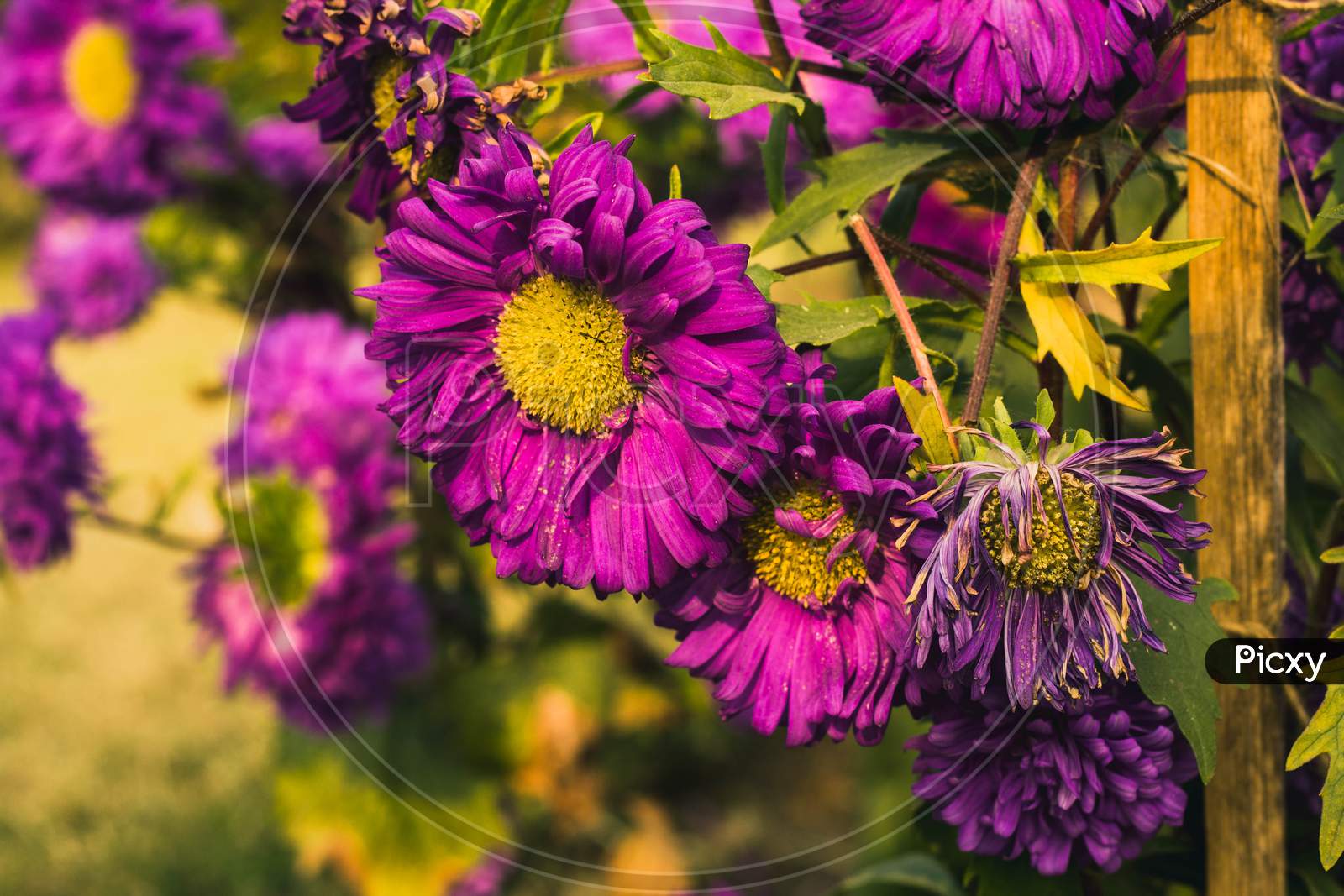A violet flower in a garden