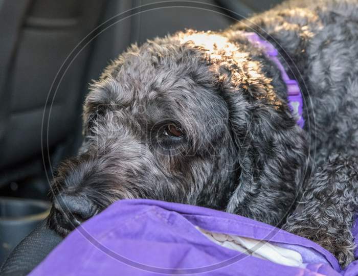 Black Labradoodle Lying Down In The Back Of A Car