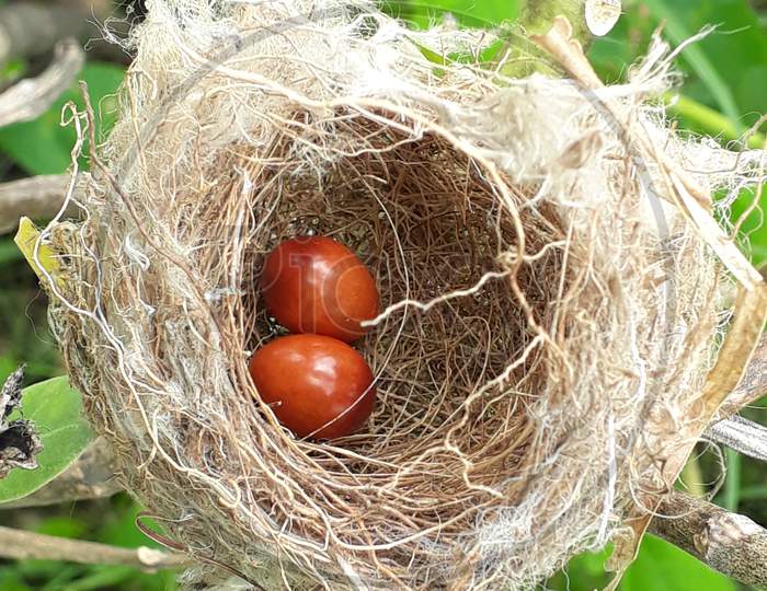 Birds' nests and eggs