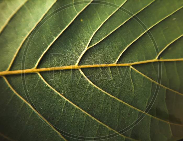 Macro photography of leaf with details and textures of it.