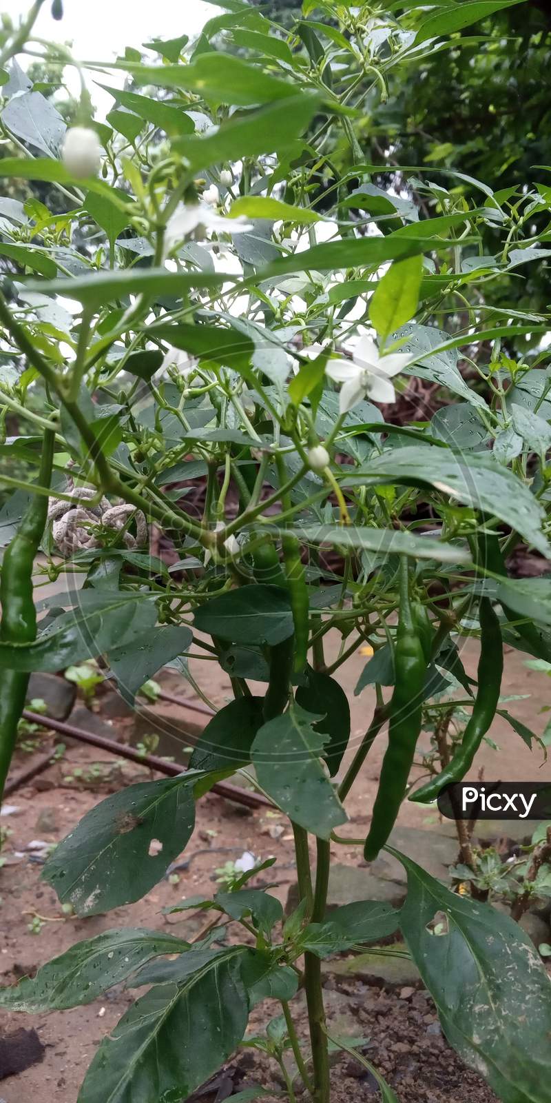 Green chili plant and it's White flower that looks