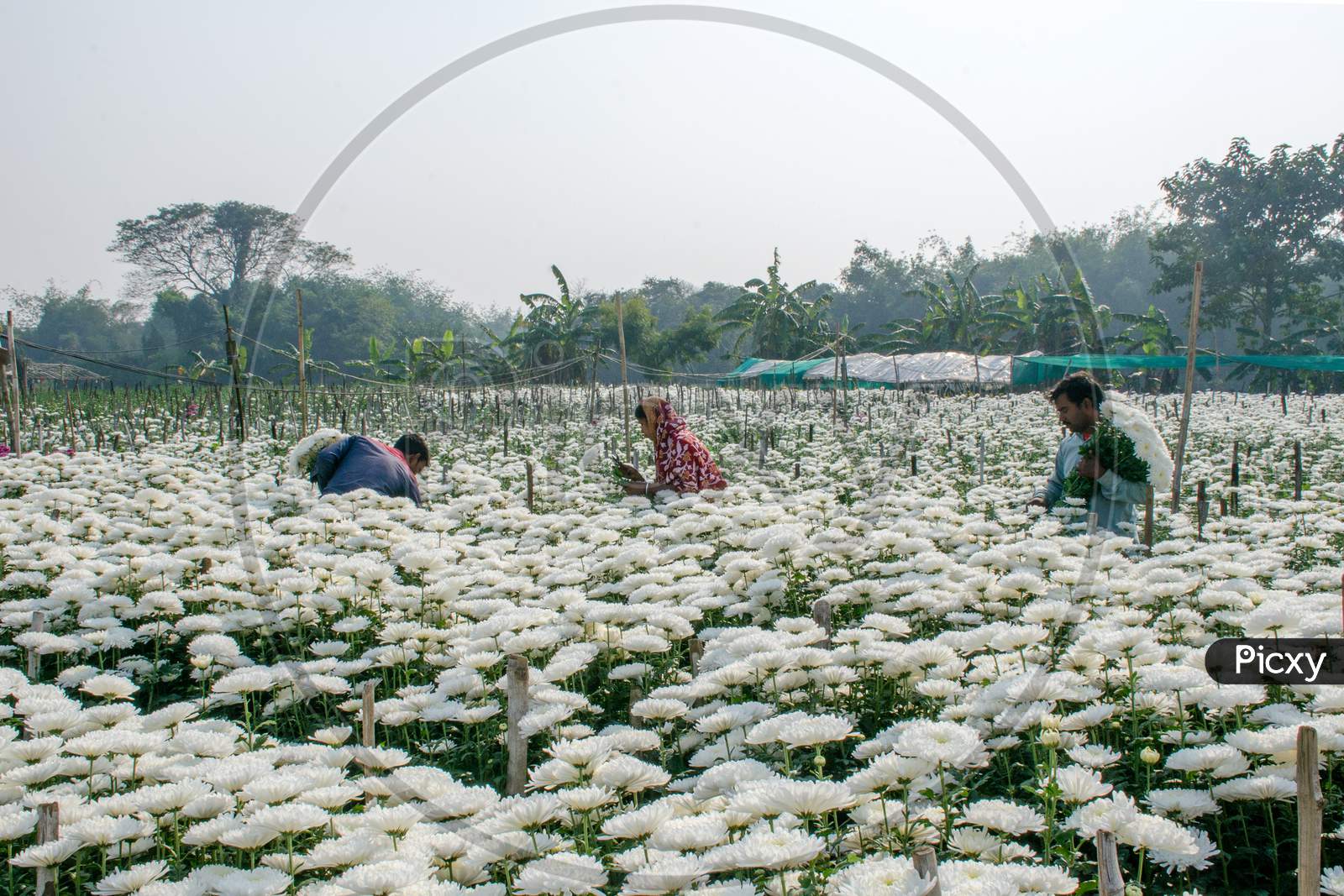 flower farmer at rural west bengal india