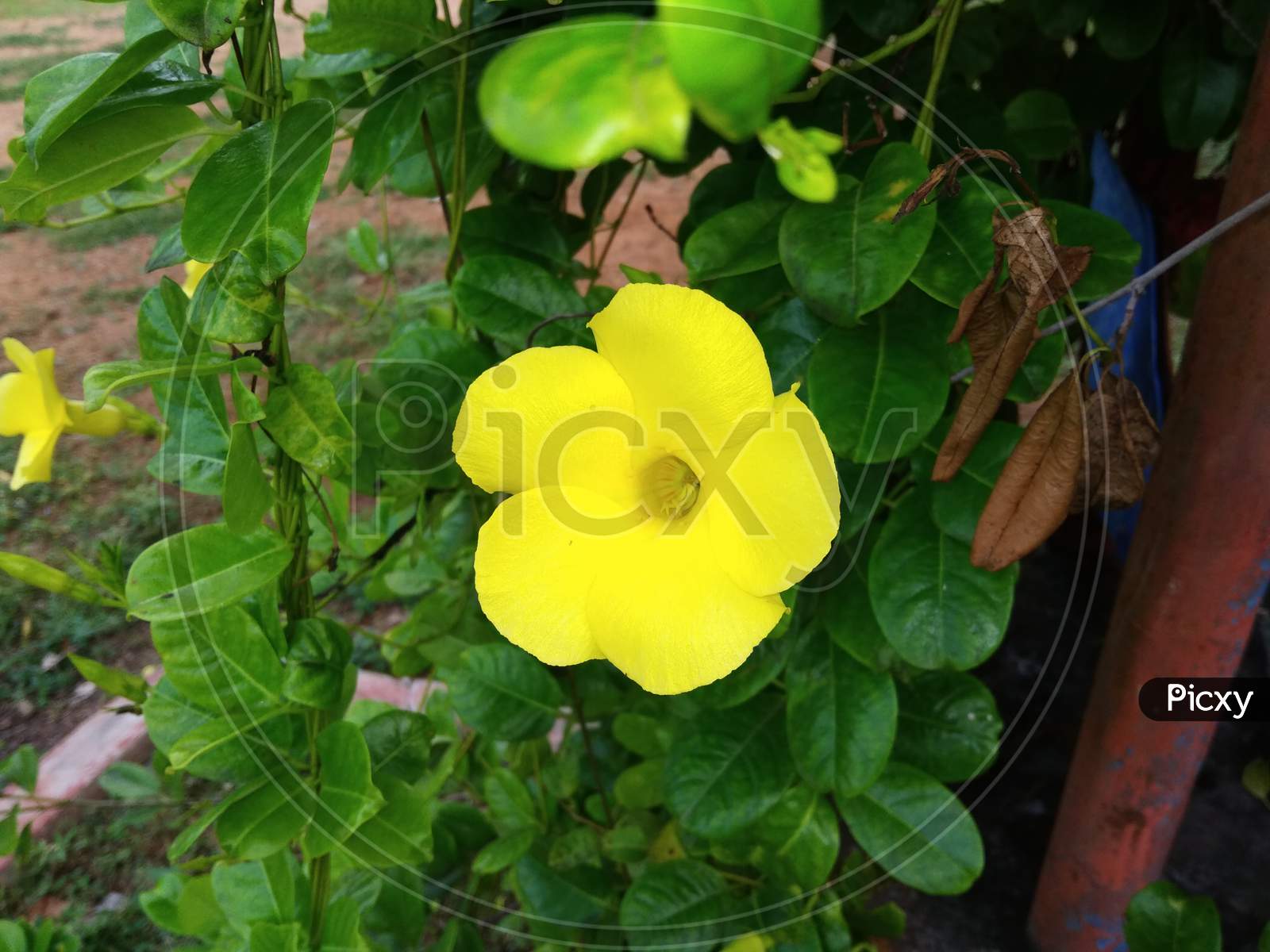 The yellow colour flower