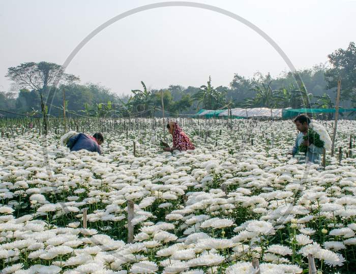 flower farmer at rural west bengal india