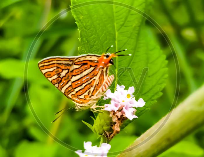 beautiful image butterfly flower background wallpaper
