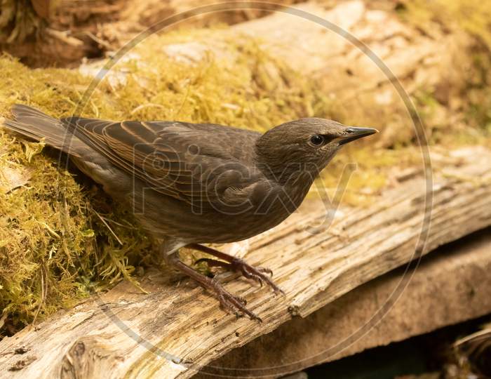 Juvenile Starling (Sturnus Vulgaris) Perched On Mossy Logs