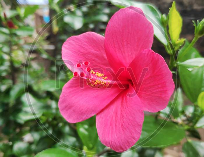 Close up of Pink Hibiscus flower with green background