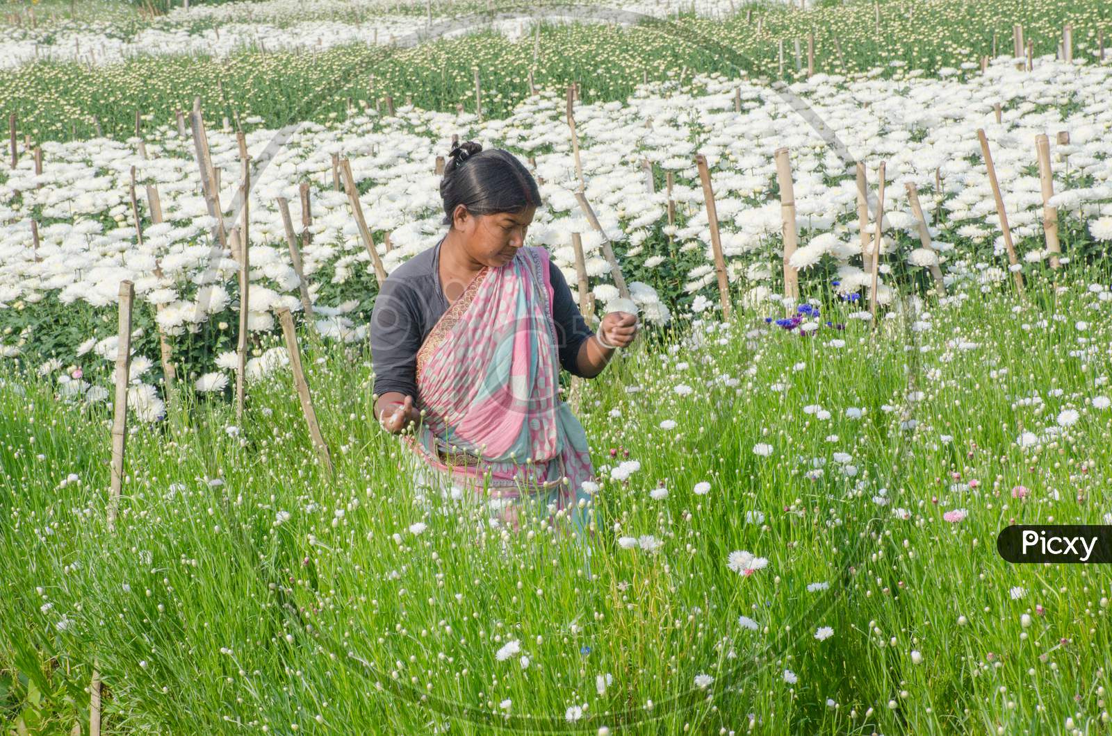 female flower farmer