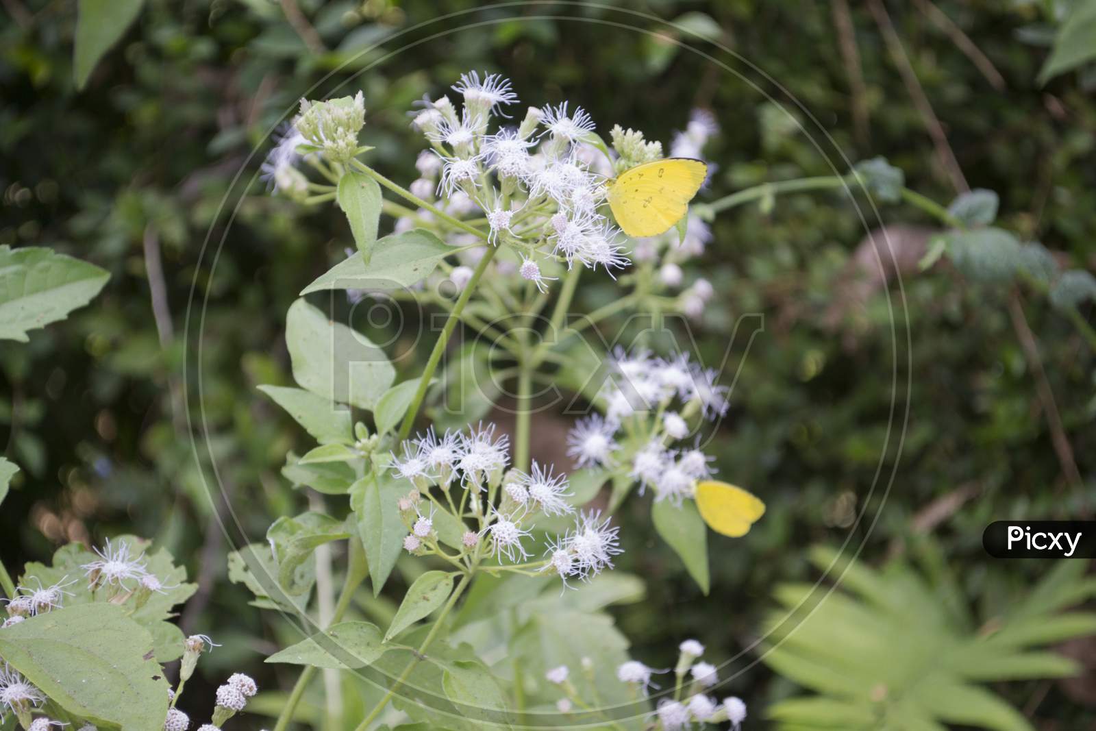 Yellow Butterflies Perched On Top Of Small White Flowers
