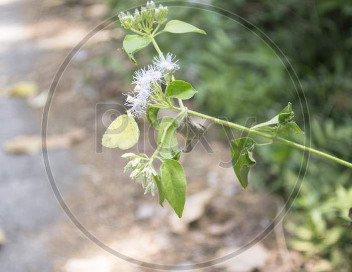 Little Butterfly Perched On Green Plant With White Flowers
