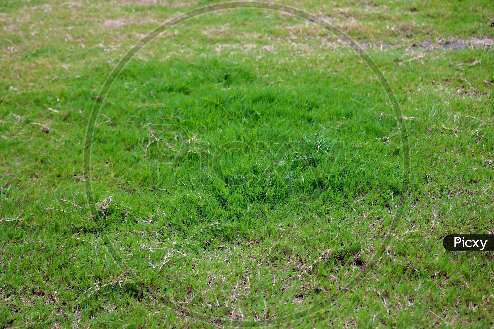 Green Meadow Grass Field  In Garden