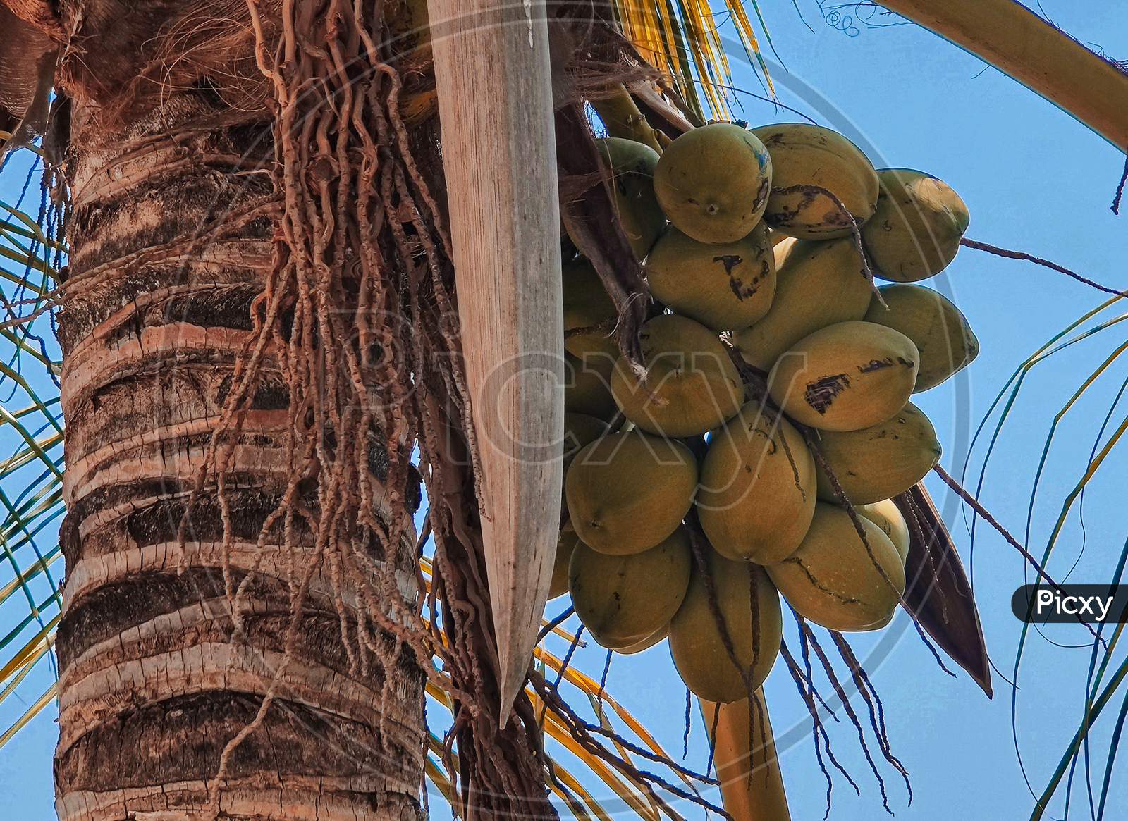 coconuts on coconut tree