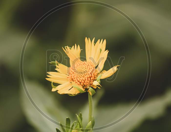 yellow wild sun flower