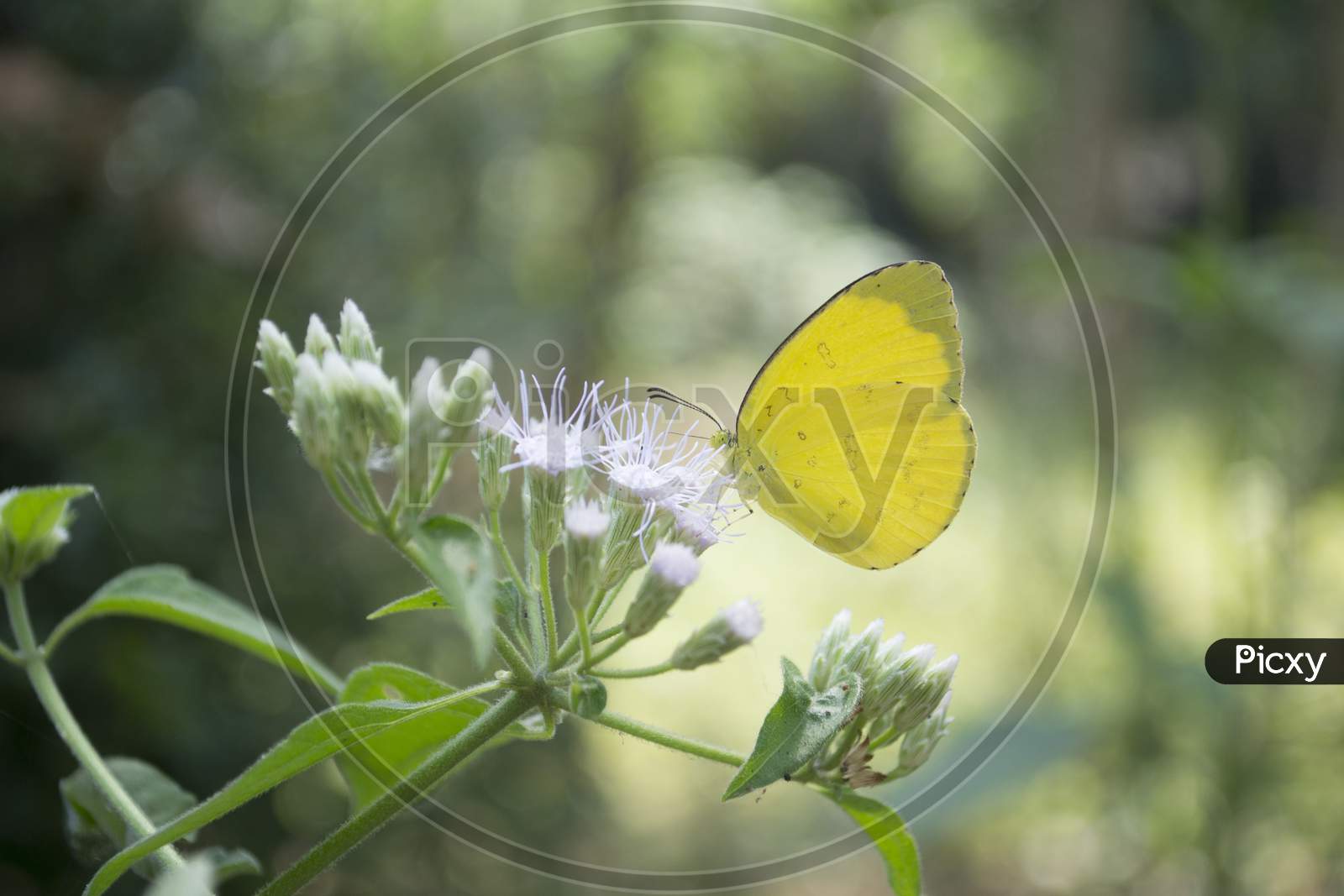 Close Up Of Yellow Butterfly Perched On Green Plants With White Flowers