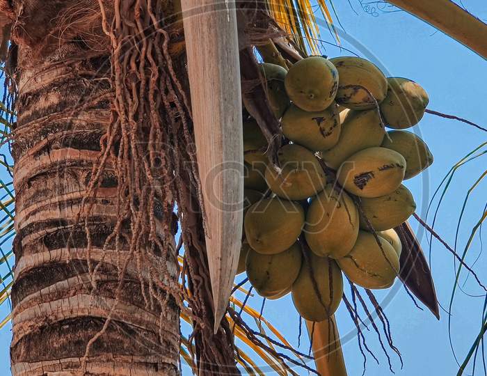 coconuts on coconut tree