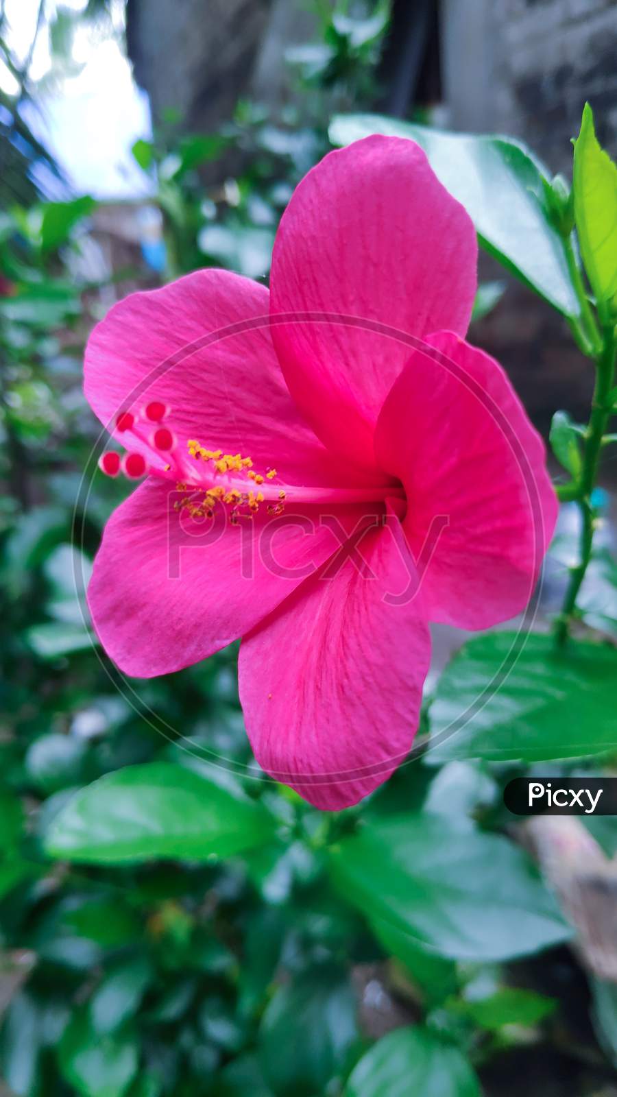 Close up of Pink Hibiscus flower or chinese rose flower
