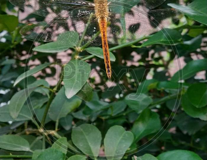A Dragonfly hanging from a leaf