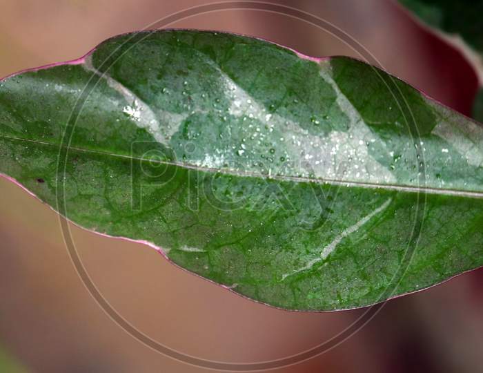 Plant Pathology  In Leaf