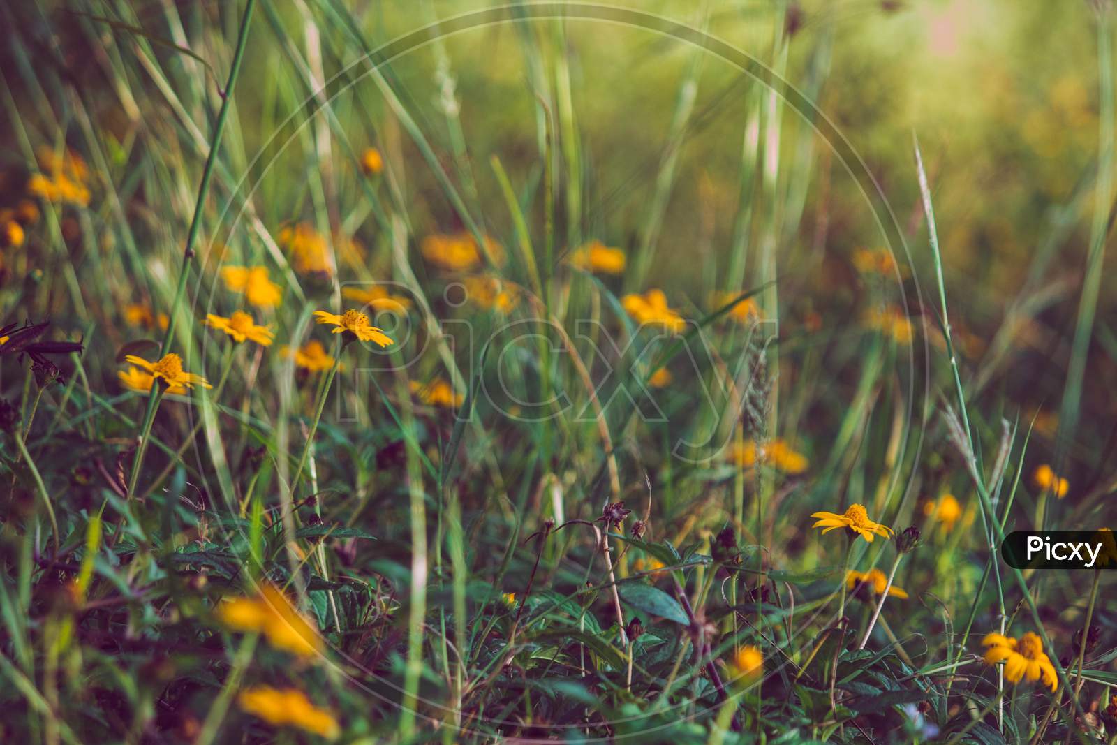 A picture of yellow flower on a green field