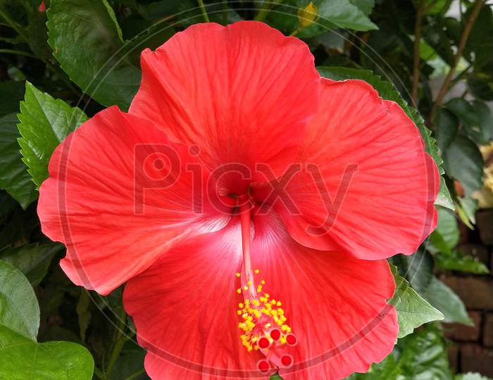 A  Big Red hibiscus flower
