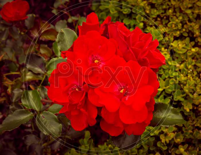 Cluster Of Red Old English Tea Roses