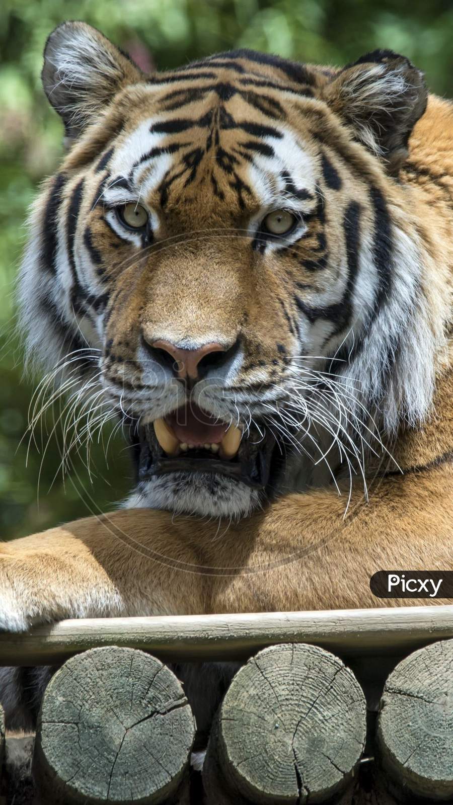 Aggressive Tiger