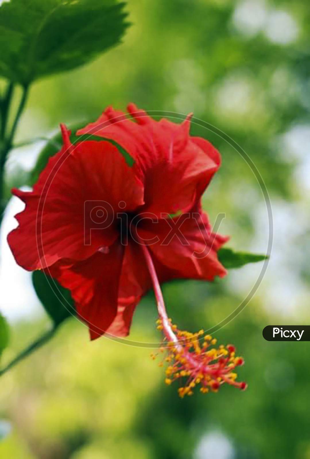 red close up poppy flower