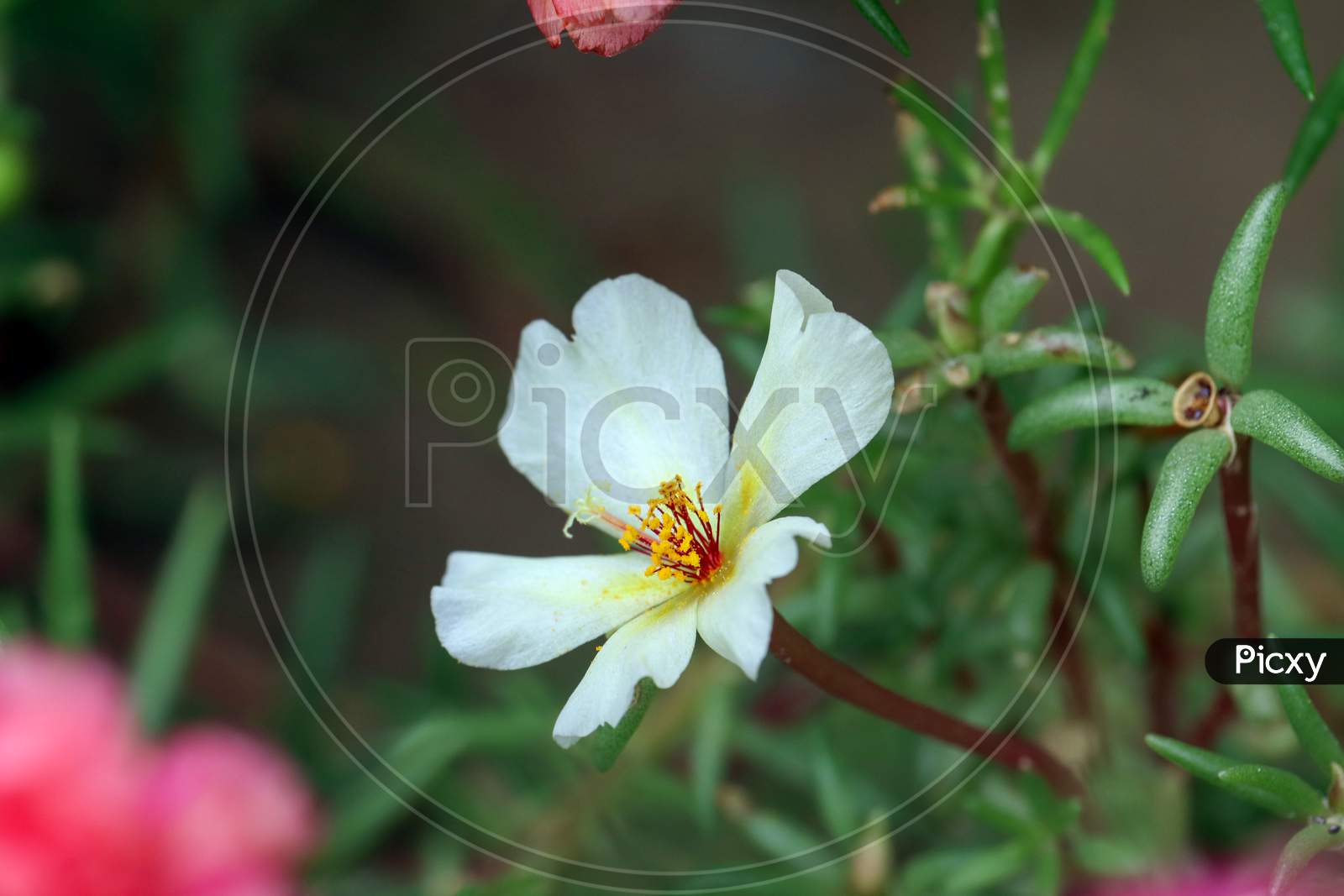 Sageleaf Rock Rose Blooming In The Light Sunny Day In The