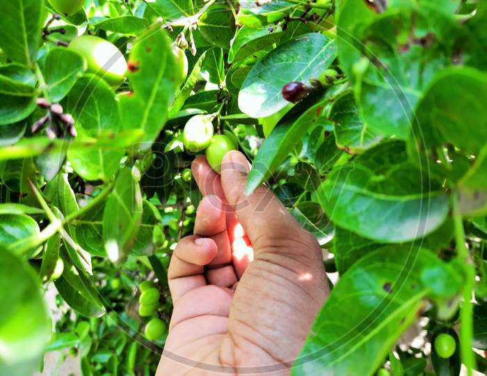A Person Collecting Indian Fruit Karonda From Its Tree
